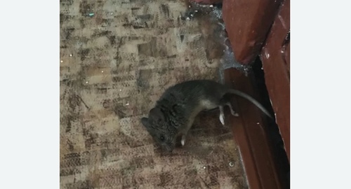 Дезинфекция от мышей в Нягани